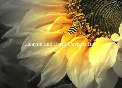 Supersized Sunflower Bee - Click Image to Close